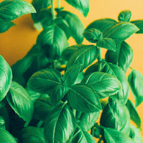 Close-up of green basil leaves on a yellow background