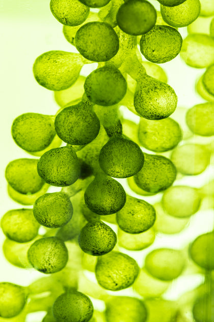 Close-up of green beads on a light green background
