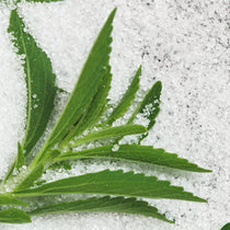 Close-up of green leaves on a textured white surface